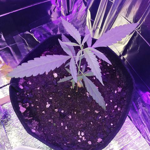 Watermelon Zkittlez growlog timeline photo