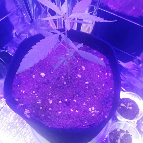 Watermelon Zkittlez growlog timeline photo
