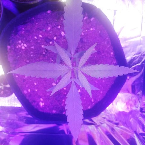 Watermelon Zkittlez growlog timeline photo