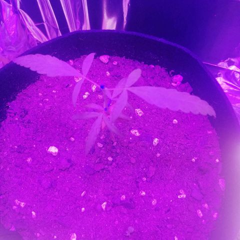 Watermelon Zkittlez growlog timeline photo