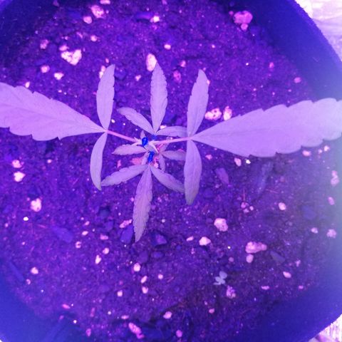 Watermelon Zkittlez growlog timeline photo