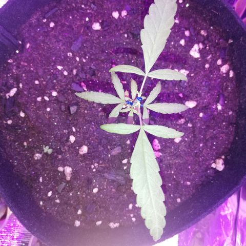 Watermelon Zkittlez growlog timeline photo