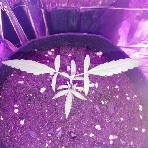 Watermelon Zkittlez growlog timeline photo