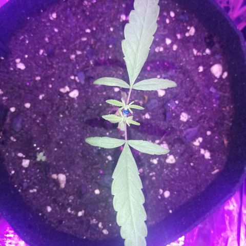Watermelon Zkittlez growlog timeline photo