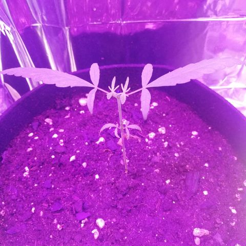 Watermelon Zkittlez growlog timeline photo
