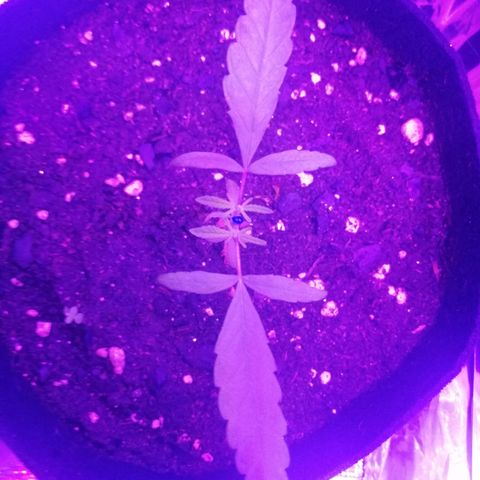 Watermelon Zkittlez growlog timeline photo