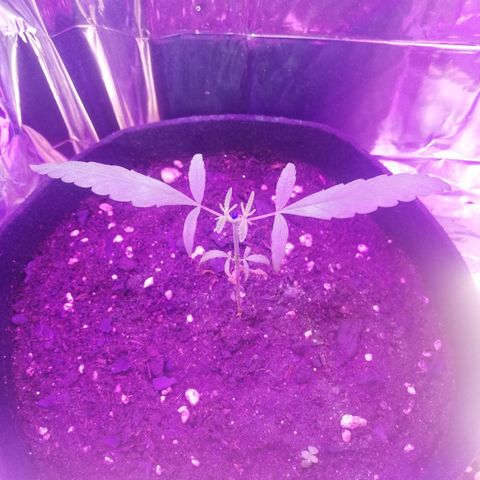 Watermelon Zkittlez growlog timeline photo