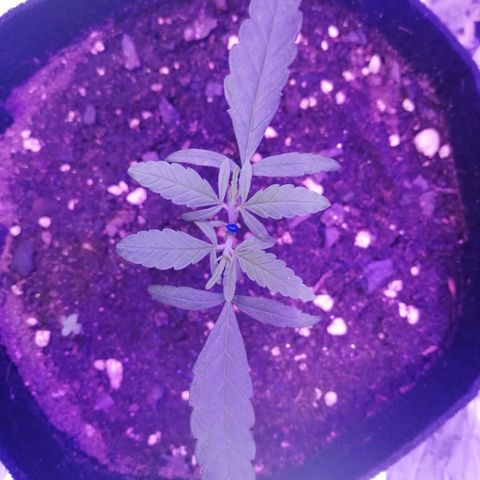Watermelon Zkittlez growlog timeline photo