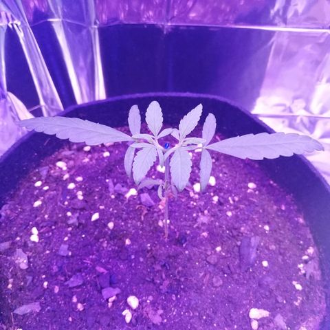 Watermelon Zkittlez growlog timeline photo