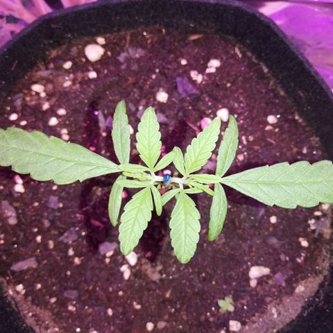 Watermelon Zkittlez growlog timeline photo
