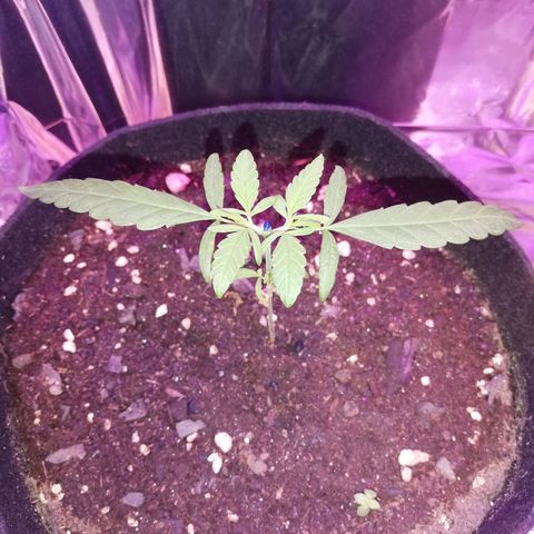 Watermelon Zkittlez growlog timeline photo