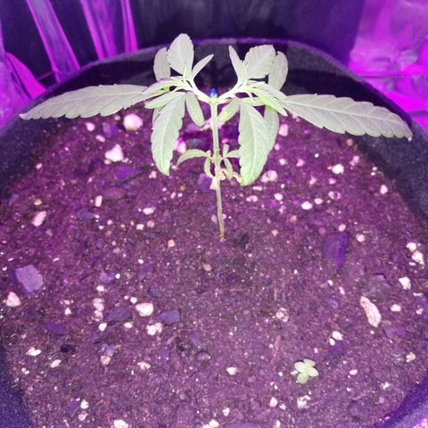 Watermelon Zkittlez growlog timeline photo