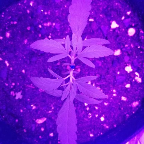 Watermelon Zkittlez growlog timeline photo