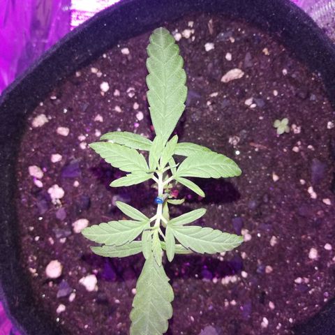 Watermelon Zkittlez growlog timeline photo