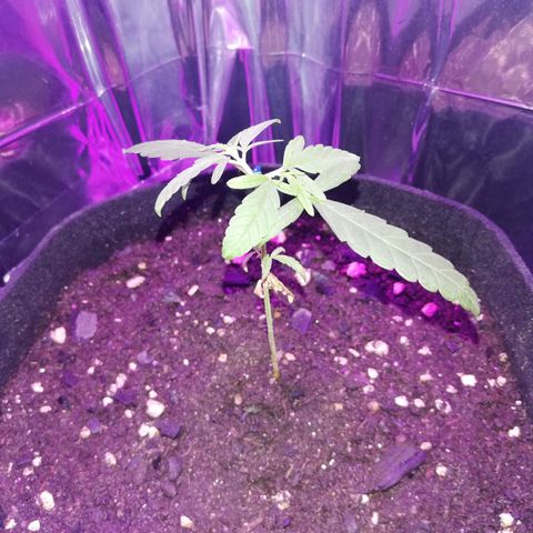 Watermelon Zkittlez growlog timeline photo