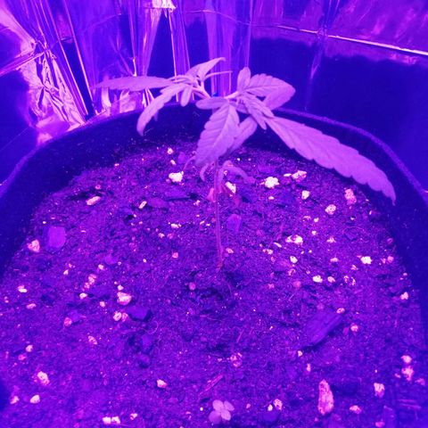 Watermelon Zkittlez growlog timeline photo