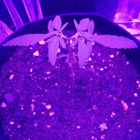 Watermelon Zkittlez growlog timeline photo
