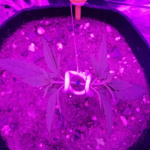 Watermelon Zkittlez growlog timeline photo