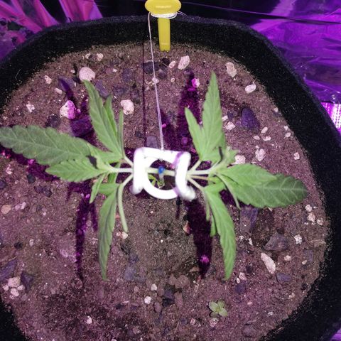 Watermelon Zkittlez growlog timeline photo