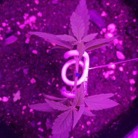 Watermelon Zkittlez growlog timeline photo