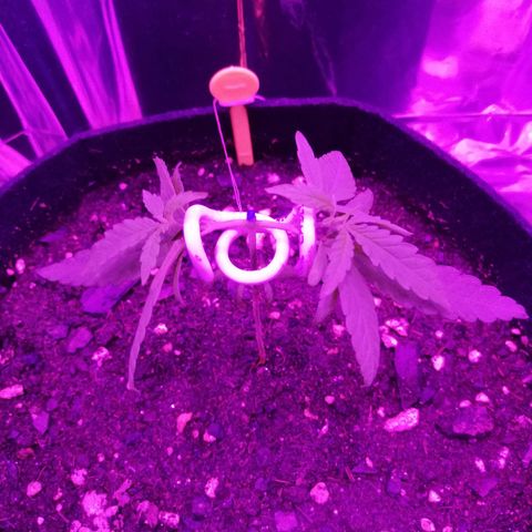 Watermelon Zkittlez growlog timeline photo