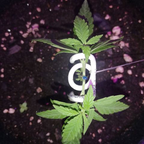 Watermelon Zkittlez growlog timeline photo