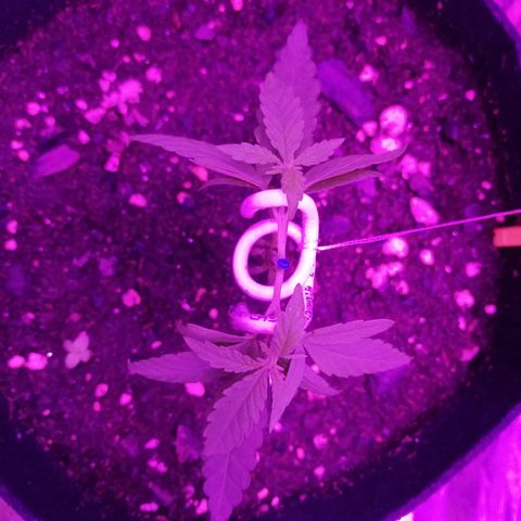 Watermelon Zkittlez growlog timeline photo
