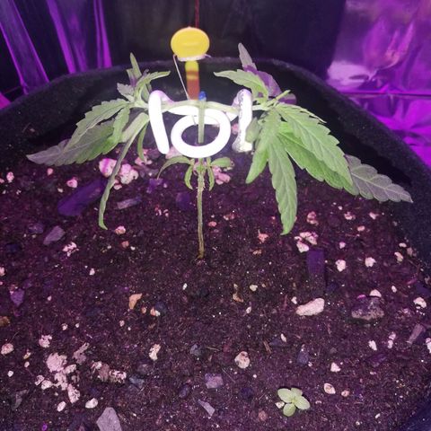 Watermelon Zkittlez growlog timeline photo