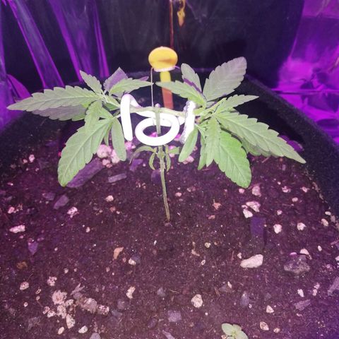 Watermelon Zkittlez growlog timeline photo