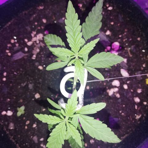Watermelon Zkittlez growlog timeline photo