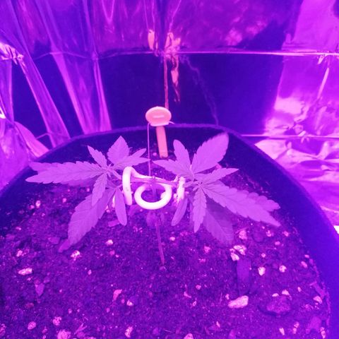 Watermelon Zkittlez growlog timeline photo