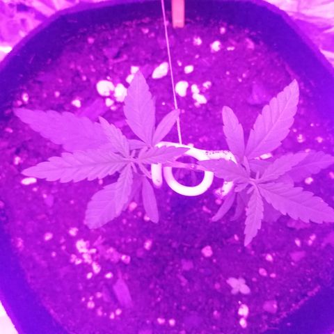 Watermelon Zkittlez growlog timeline photo