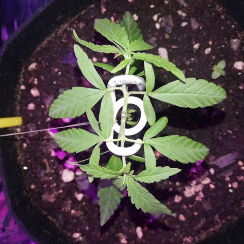 Watermelon Zkittlez growlog timeline photo