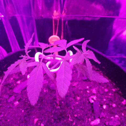 Watermelon Zkittlez growlog timeline photo