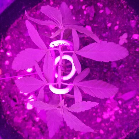 Watermelon Zkittlez growlog timeline photo