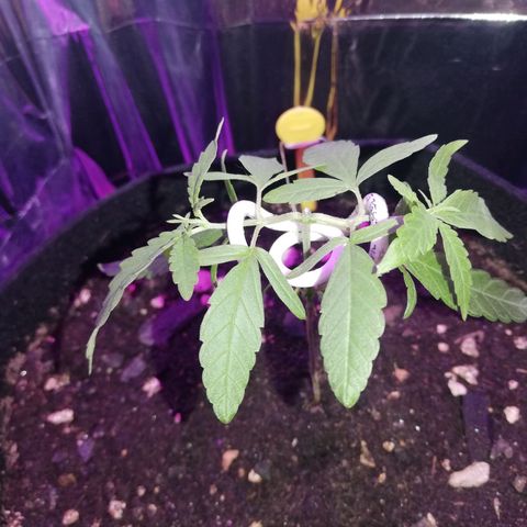 Watermelon Zkittlez growlog timeline photo