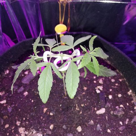 Watermelon Zkittlez growlog timeline photo