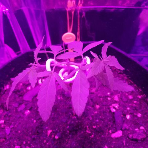 Watermelon Zkittlez growlog timeline photo
