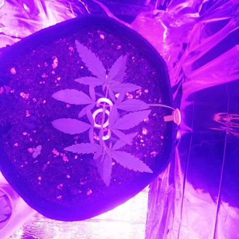 Watermelon Zkittlez growlog timeline photo