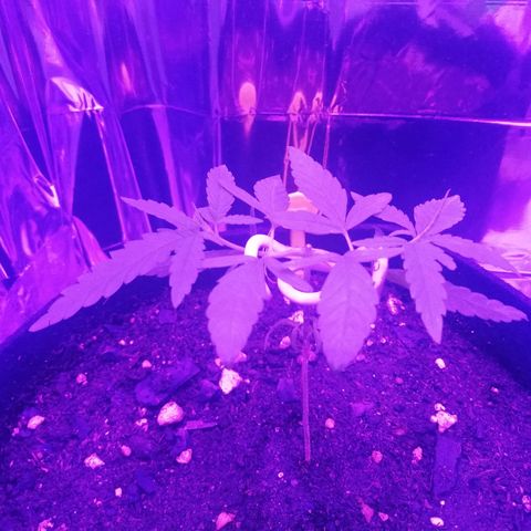 Watermelon Zkittlez growlog timeline photo