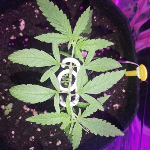 Watermelon Zkittlez growlog timeline photo