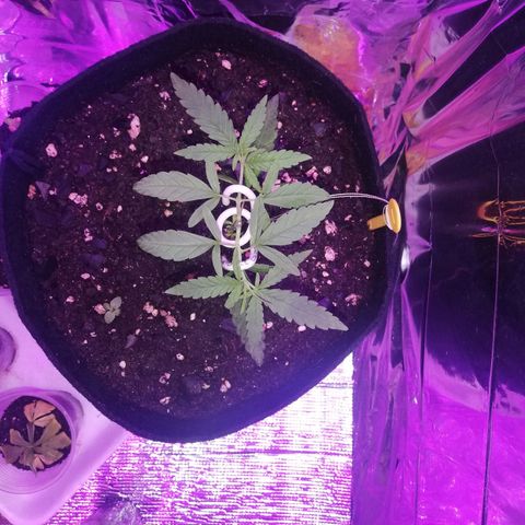 Watermelon Zkittlez growlog timeline photo
