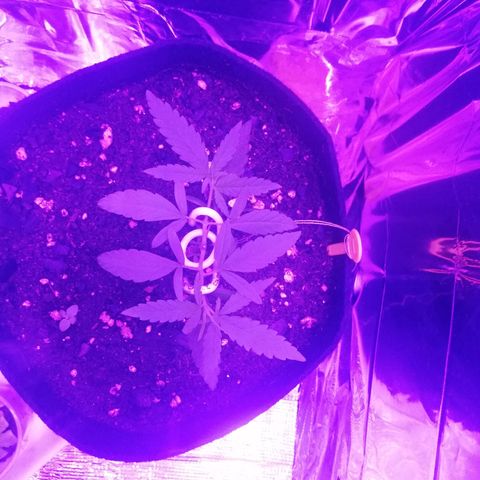 Watermelon Zkittlez growlog timeline photo