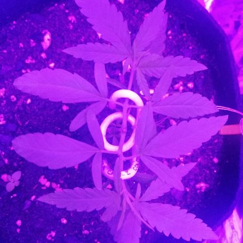 Watermelon Zkittlez growlog timeline photo