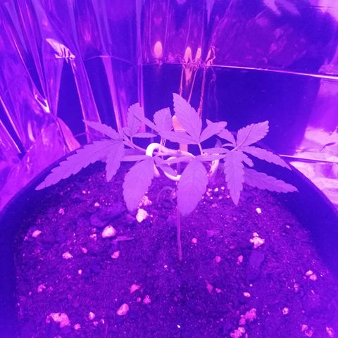 Watermelon Zkittlez growlog timeline photo