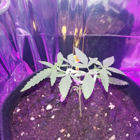 Watermelon Zkittlez growlog timeline photo