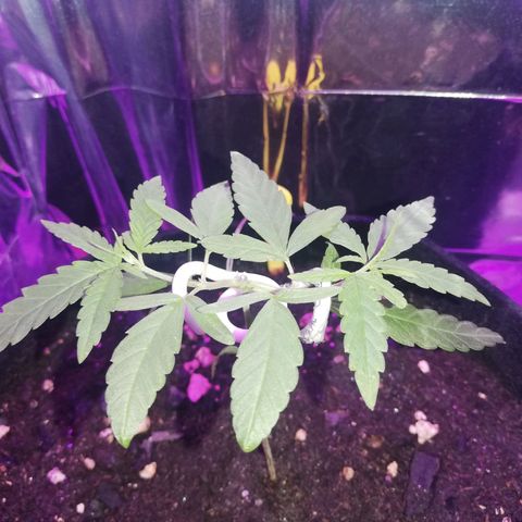 Watermelon Zkittlez growlog timeline photo
