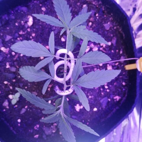Watermelon Zkittlez growlog timeline photo