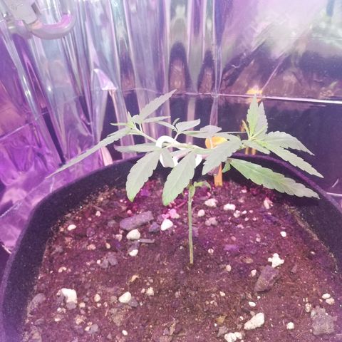 Watermelon Zkittlez growlog timeline photo