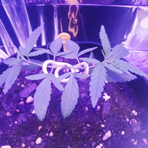 Watermelon Zkittlez growlog timeline photo